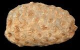 Agatized Seed Cone (Or Aggregate Fruit) - Morocco #43769-1